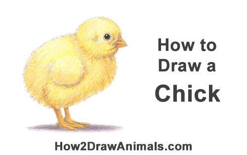 500x315 How To Draw A Baby Chick - Hen And Chicks Drawing