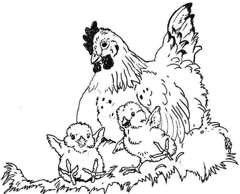 796x644 Crafts Hens, Chicks, Coloring Pages, Hens - Hen And Chicks Drawing
