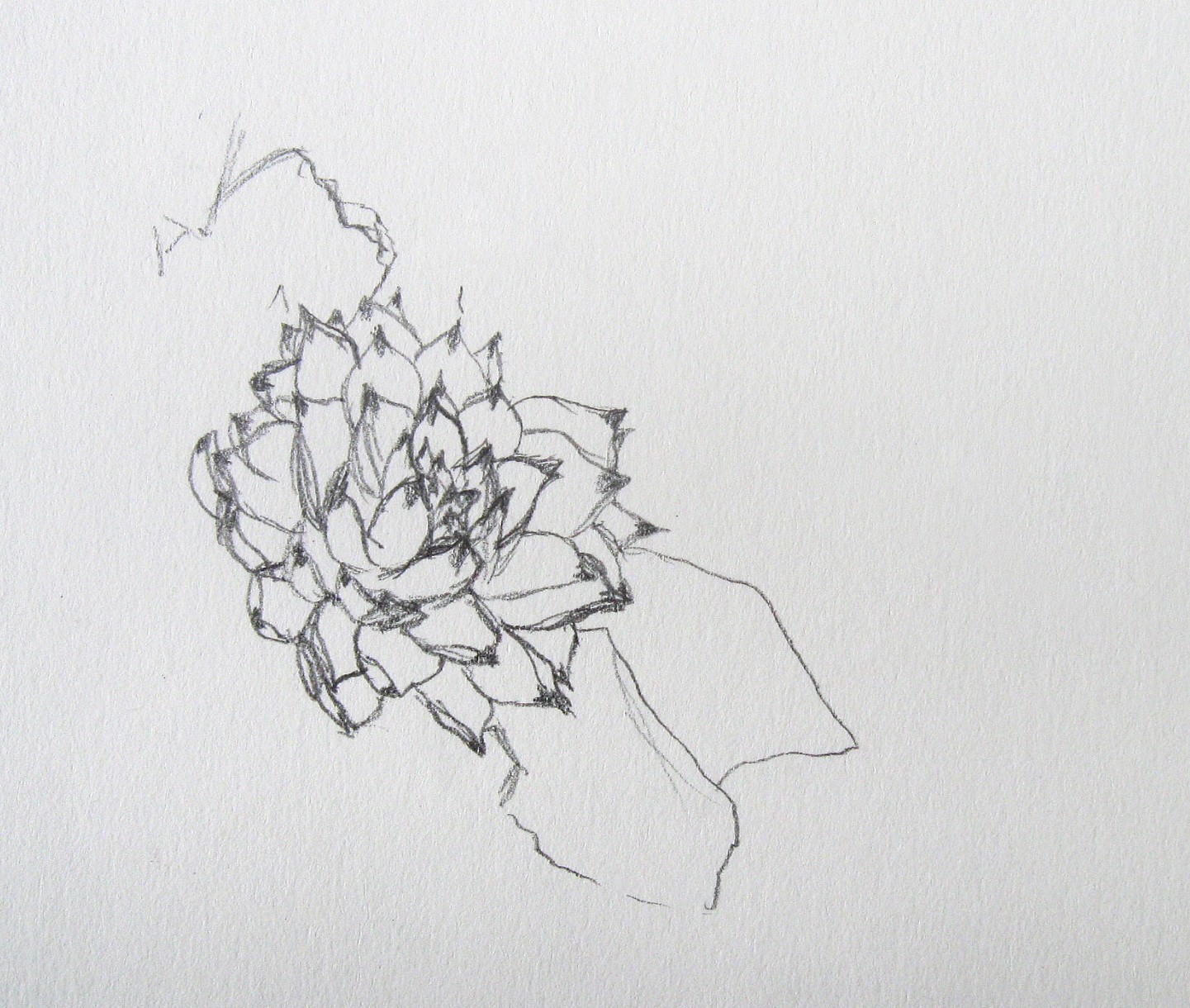 1441x1220 Chelsea Clarke - Hen And Chicks Drawing
