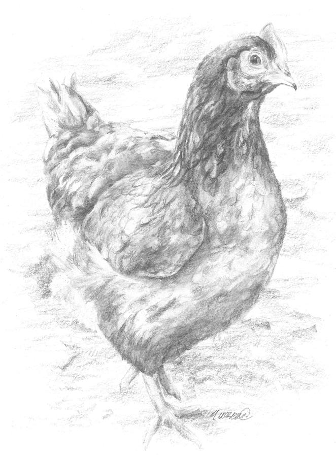 Hen Drawing at PaintingValley.com | Explore collection of Hen Drawing