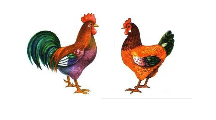 727x405 hen drawing beautiful image drawing skill - Hen Drawing Images