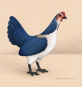 283x300 hen drawings fine art america - Hen Drawing Images