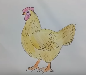 300x261 how to draw chicken hen step - Hen Drawing Images