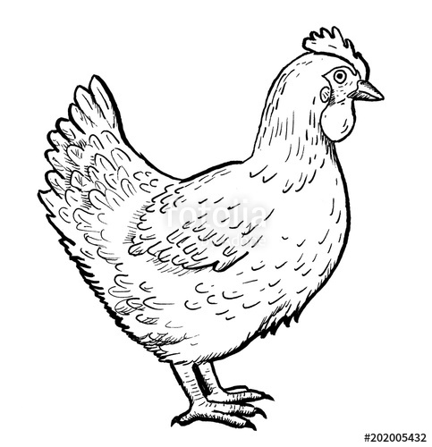 483x500 Drawing Of Chicken - Hen Drawing Images