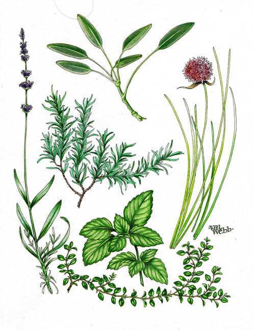 Herbs Drawing at PaintingValley.com | Explore collection of Herbs Drawing