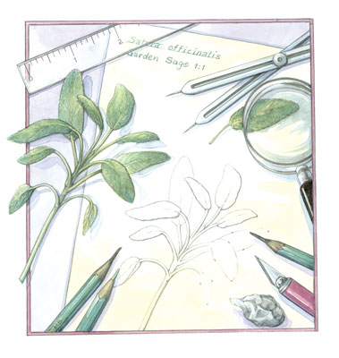 379x400 Drawing Your Herbs - Herbs Drawing