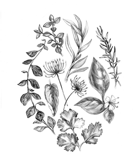 570x692 Herbs Home, I Love You - Herbs Drawing