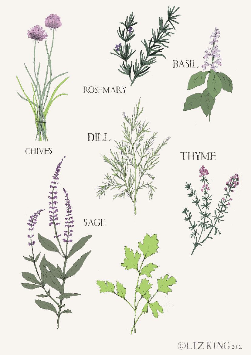 827x1169 Herbs Drawing - Herbs Drawing