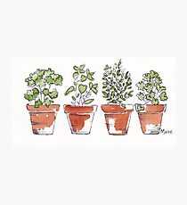 210x230 Herbs In Pots Drawing Photographic Prints Redbubble - Herbs Drawing