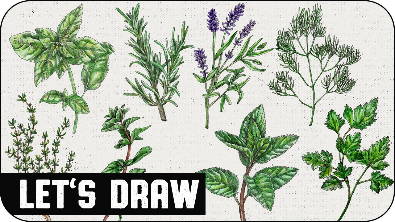 Herbs Drawing at Explore collection of Herbs Drawing