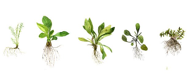 629x275 Set Of Watercolor Drawing Herbs With Roots Stock Vectors - Herbs Drawing