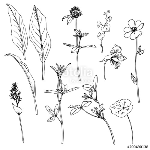 500x500 Set Of Ink Drawing Herbs And Flowers Stock Image And Royalty Free - Herbs Drawing