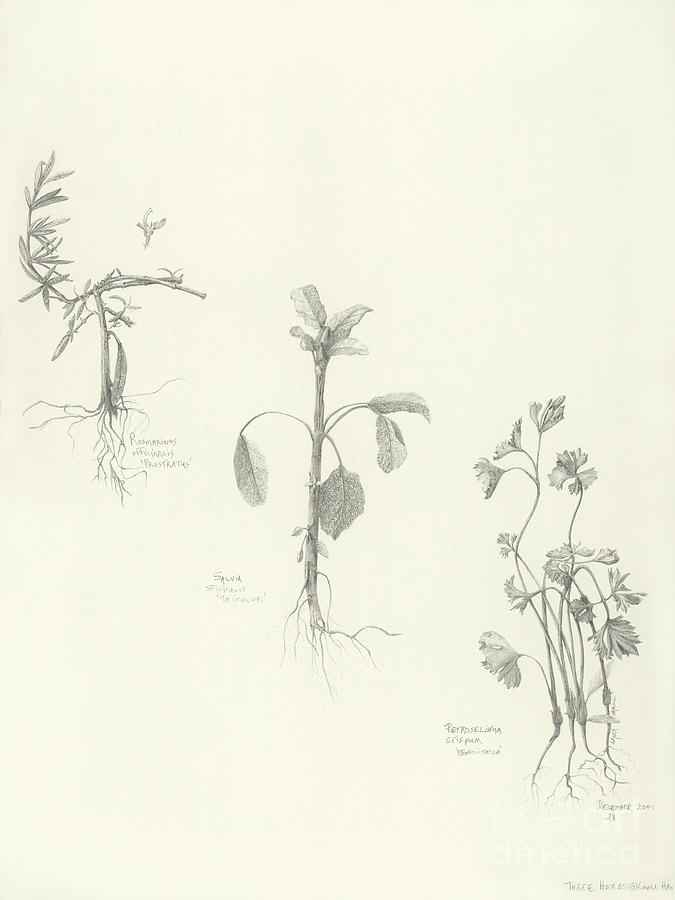 675x900 Three Herbs Drawing - Herbs Drawing