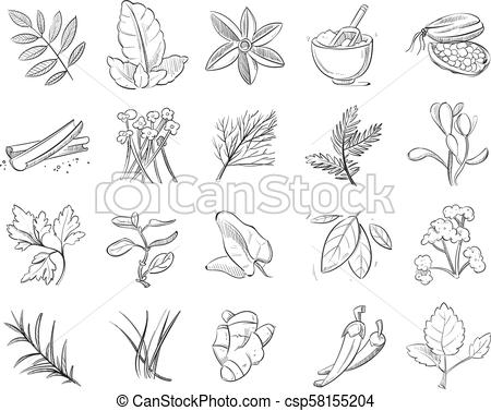 450x377 vintage hand drawn herbs and spices, sketch drawing plants vector - Herbs Drawing