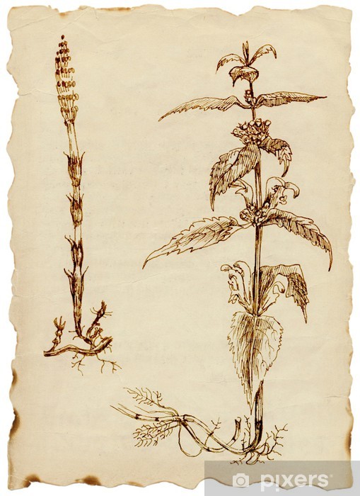 509x700 Medicinal Herbs - Herbs Drawing