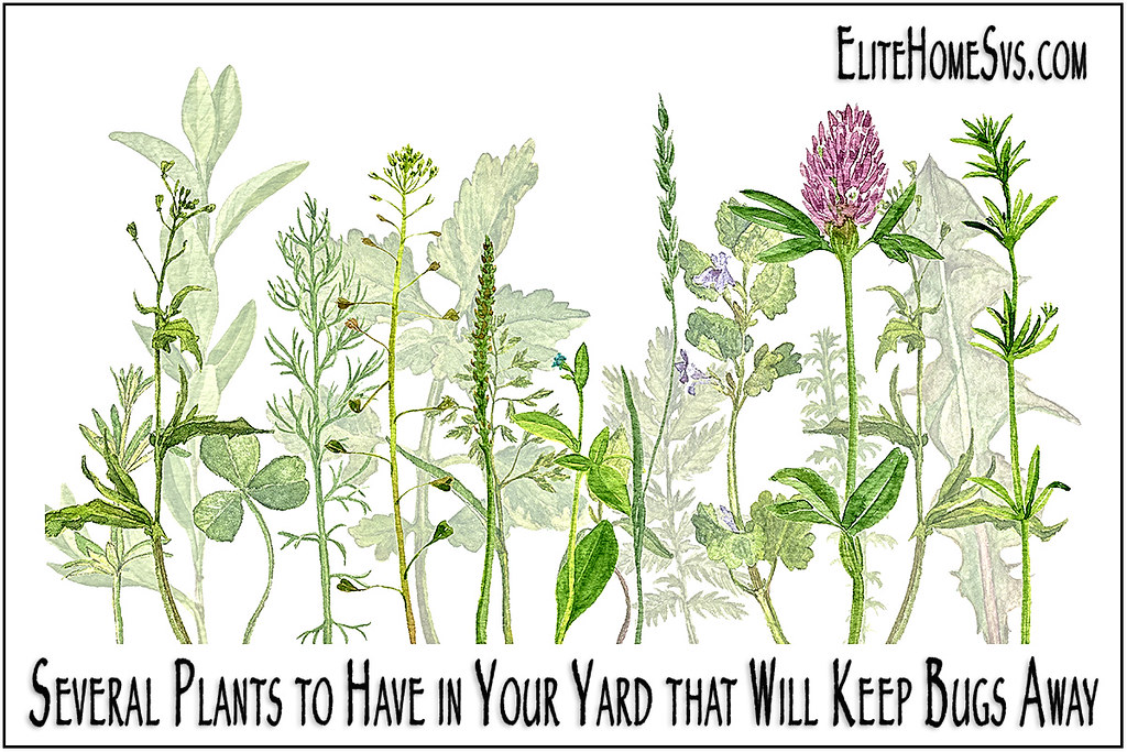 1024x683 Watercolor Drawing Herbs And Flowers Watercolor Drawing - Herbs Drawing