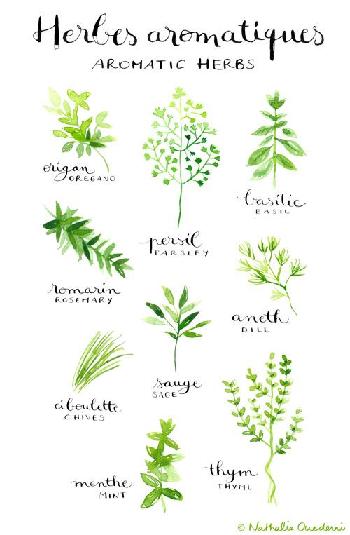 Herbs Drawing at PaintingValley.com | Explore collection of Herbs Drawing