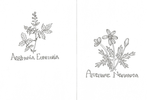 600x408 apothecary herb pen sketches on behance - Herbs Drawing