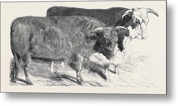 600x356 Devon, Class First Prize, Hereford Drawing - Hereford Drawing