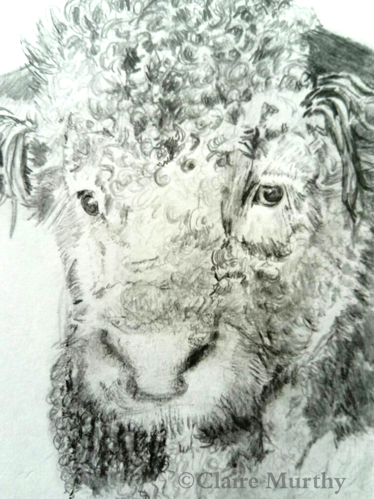 768x1024 Graphite Sketch Of A Hereford Bull - Hereford Drawing