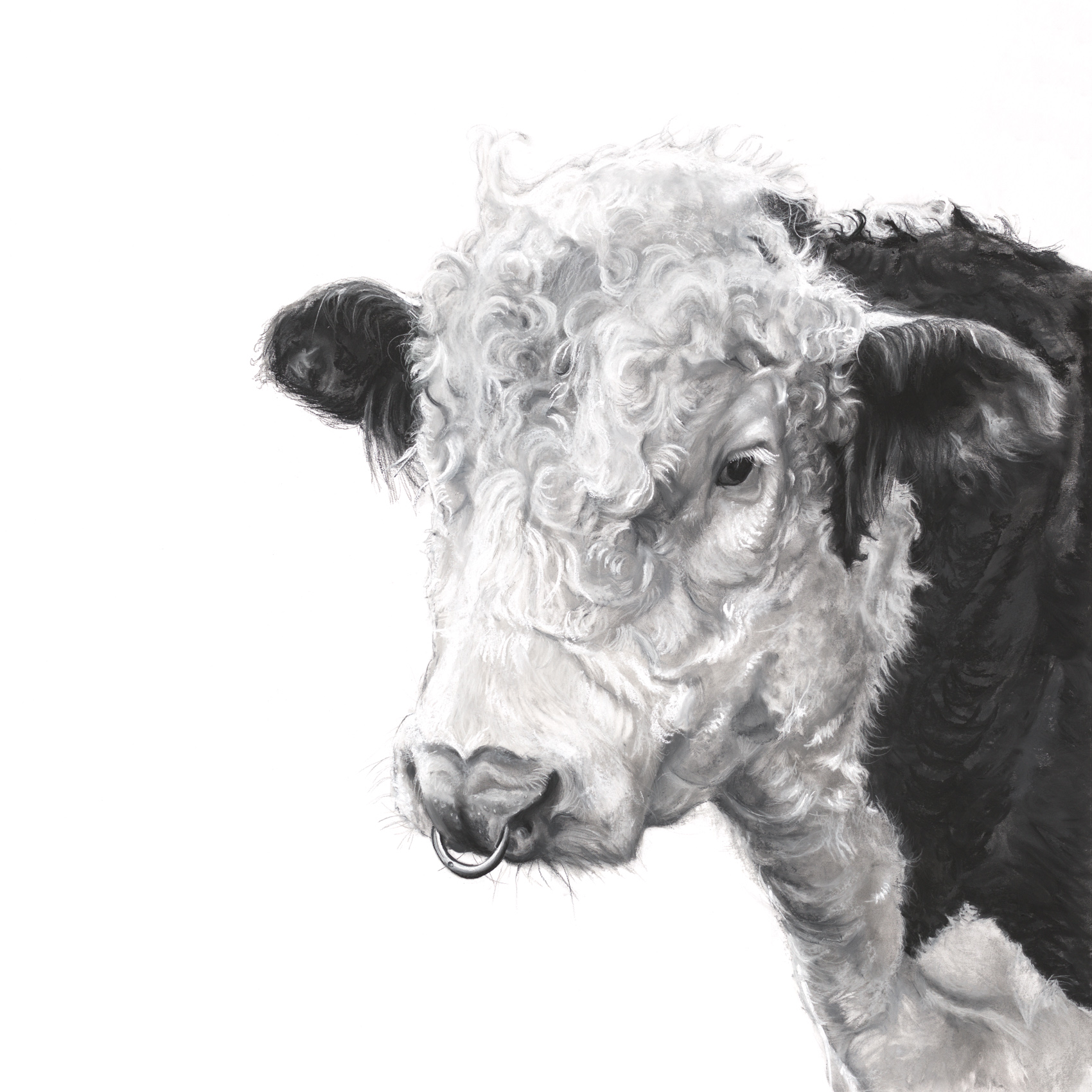1700x1700 Hereford Bull - Hereford Drawing