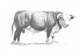320x223 Hereford Bull Bampw Charles Beckendorf Gallery - Hereford Drawing