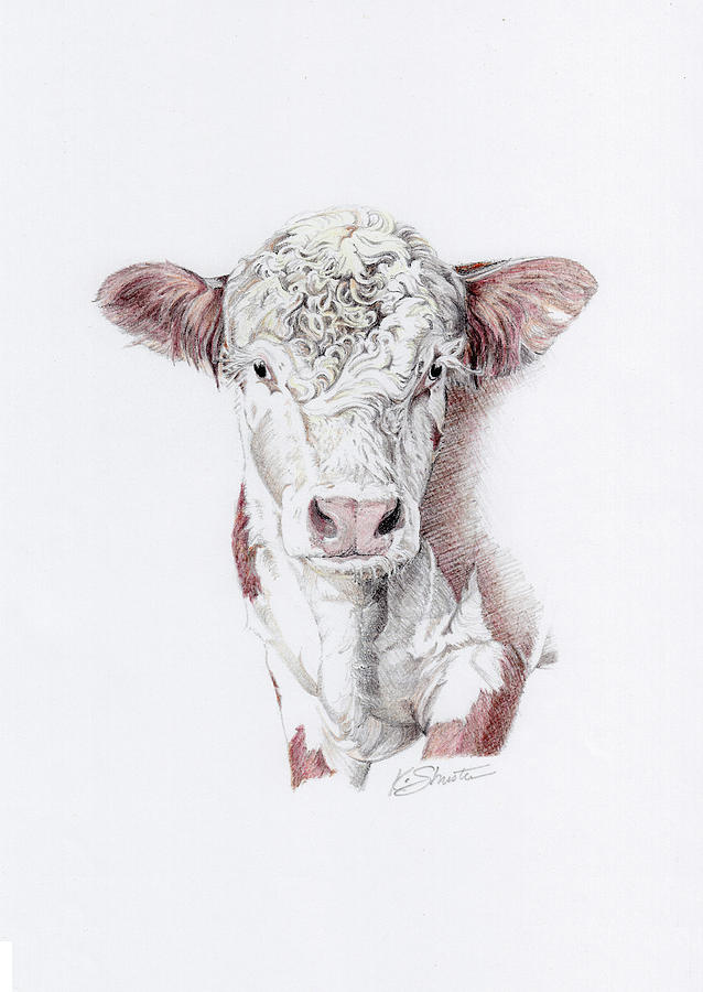 638x900 Hereford Bull Drawing - Hereford Drawing