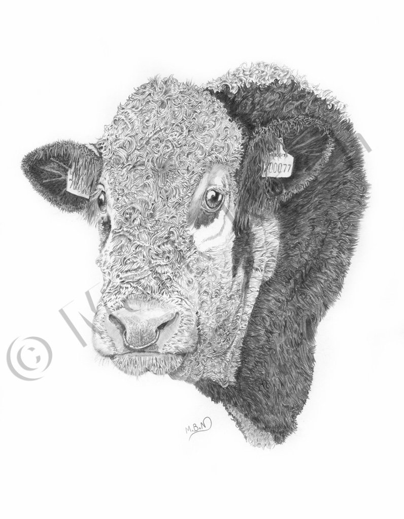 796x1023 Hereford Bull Smith York Fine Art - Hereford Drawing