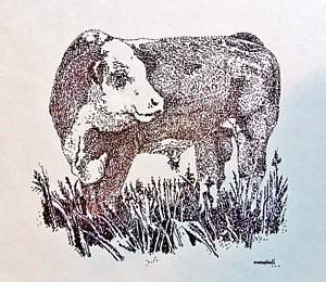 300x260 Hereford Drawings Fine Art America - Hereford Drawing