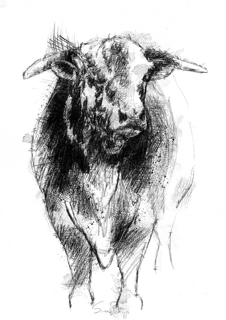 725x1024 Hereford Bull Seanbriggs - Hereford Drawing