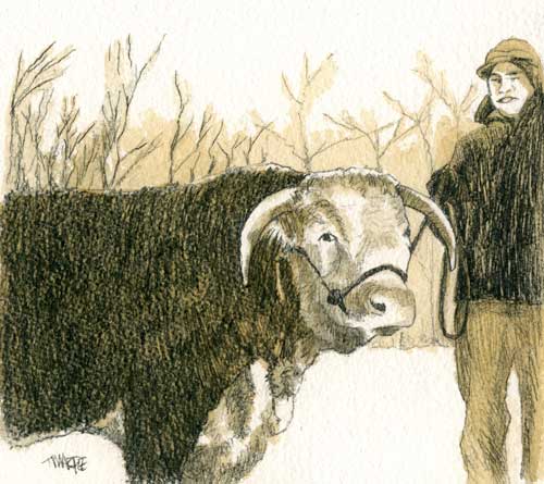 500x445 Hereford Bull Pencil Me - Hereford Drawing