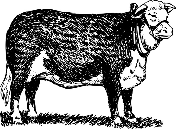 600x440 Hereford Bull Free Vector In Open Office Drawing - Hereford Drawing