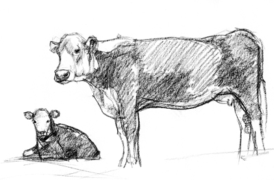 400x263 Hereford Cattle Susan Fox - Hereford Drawing