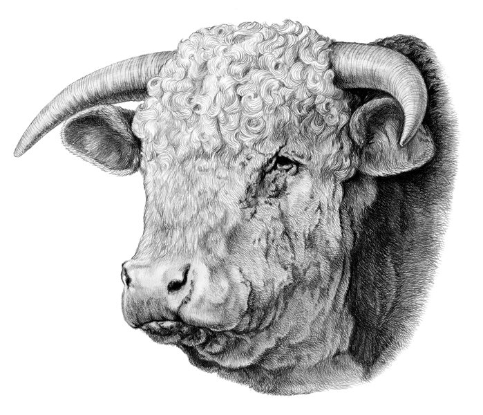 699x600 illustrations exhibit pets and farm animals section cattle area - Hereford Drawing