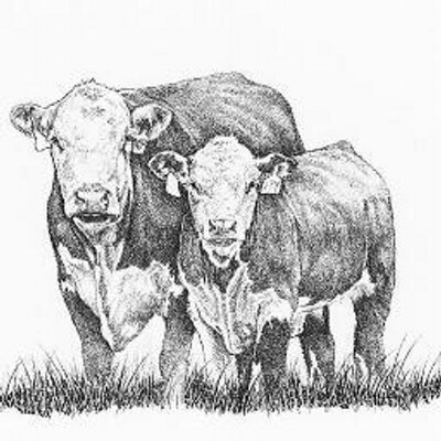 Hereford Drawing at PaintingValley.com | Explore collection of Hereford ...