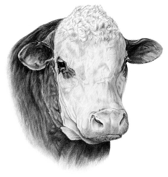 567x600 Pencil Drawings Hereford Cattle Pictures Stuff I Love Cow - Hereford Drawing