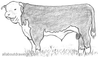338x196 Bull Drawings In Pencil - Hereford Drawing