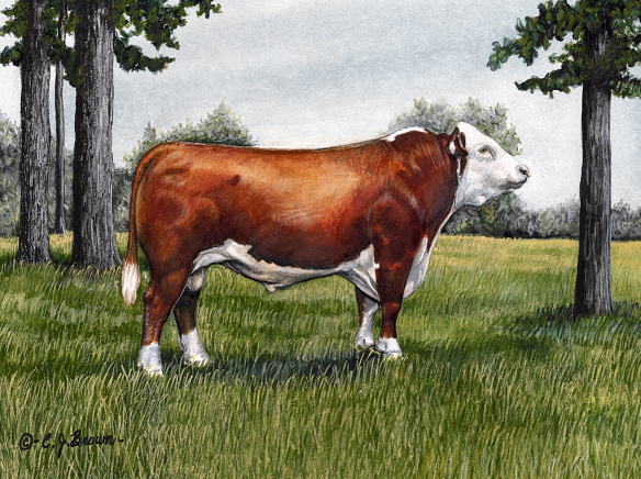 584x436 Cattle - Hereford Drawing