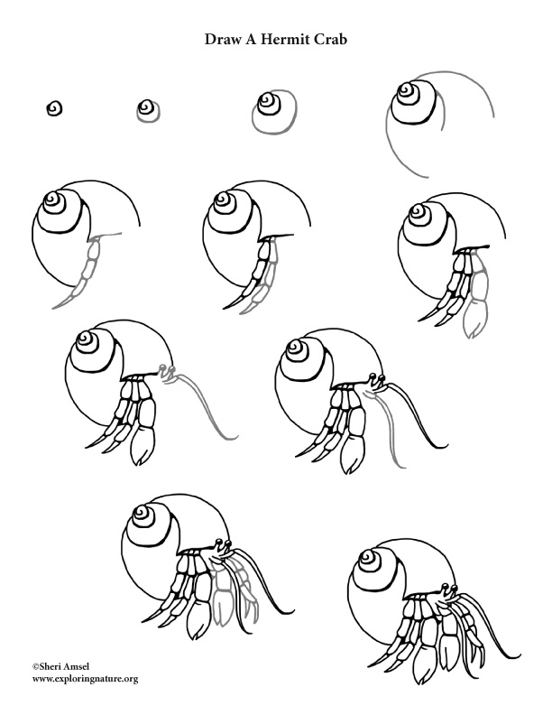 612x792 Hermit Crab Drawing Lesson - Hermit Crab Drawing