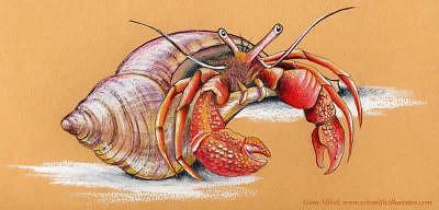 400x192 Hermit Crab Drawing - Hermit Crab Drawing