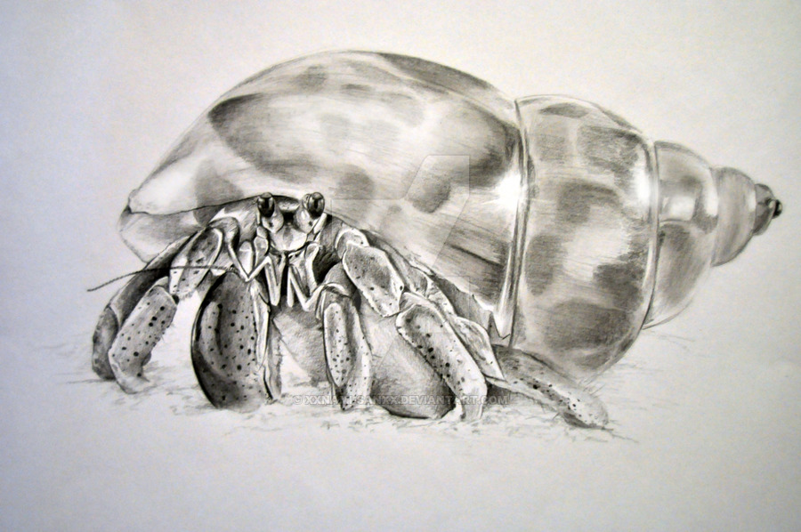 900x598 Hermit Crab Drawing - Hermit Crab Drawing