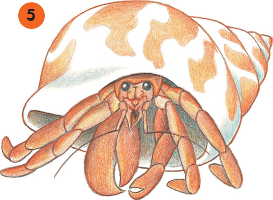 555x407 Hermit Crab Photo Drawing Drawing Skill - Hermit Crab Drawing