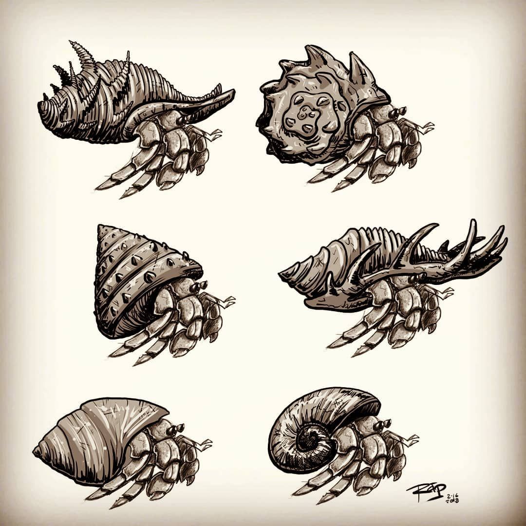 1080x1080 Hermit Crab Shell Studies - Hermit Crab Drawing