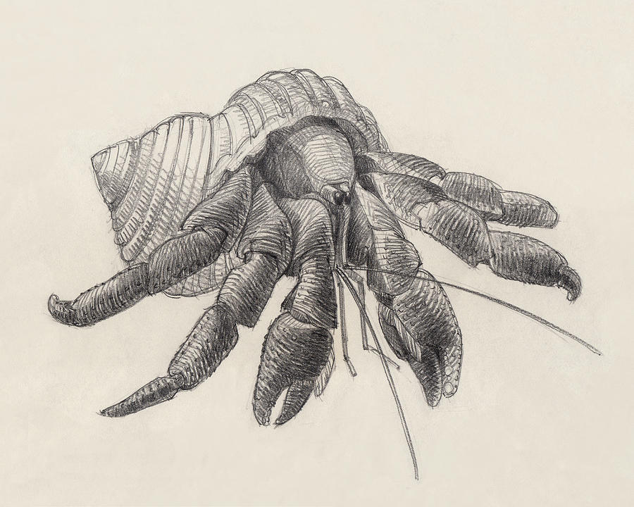 900x720 Chocolate Hermit Crab Drawing - Hermit Crab Drawing
