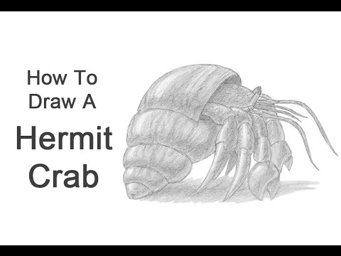 480x360 How To Draw A Hermit Crab - Hermit Crab Drawing