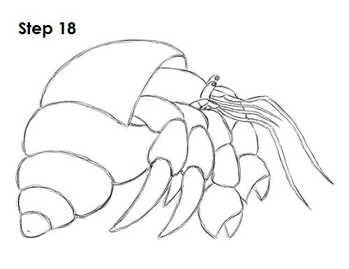 500x386 How To Draw A Hermit Crab Punch Tin In Crab Art, Crab - Hermit Crab Drawing