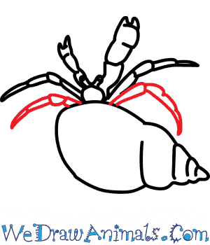 300x350 How To Draw A Hermit Crab - Hermit Crab Drawing