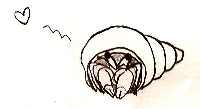 398x218 Sweet Hermit Crab Drawing All About Hermit Crabs Hermit Crab - Hermit Crab Drawing