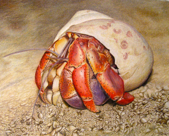 570x460 Hermit Crab - Hermit Crab Drawing