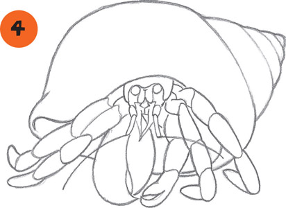 412x300 Hermit Crab - Hermit Crab Drawing
